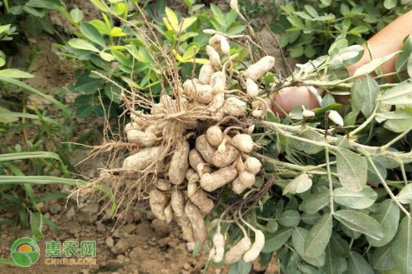 花生怎么种?-图片版权归惠农网所有